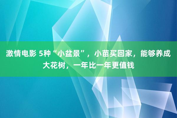 激情电影 5种“小盆景”，小苗买回家，能够养成大花树，一年比一年更值钱