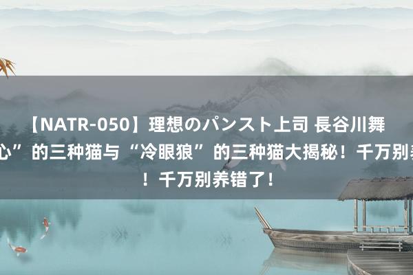 【NATR-050】理想のパンスト上司 長谷川舞 “最至心” 的三种猫与 “冷眼狼” 的三种猫大揭秘！千万别养错了！